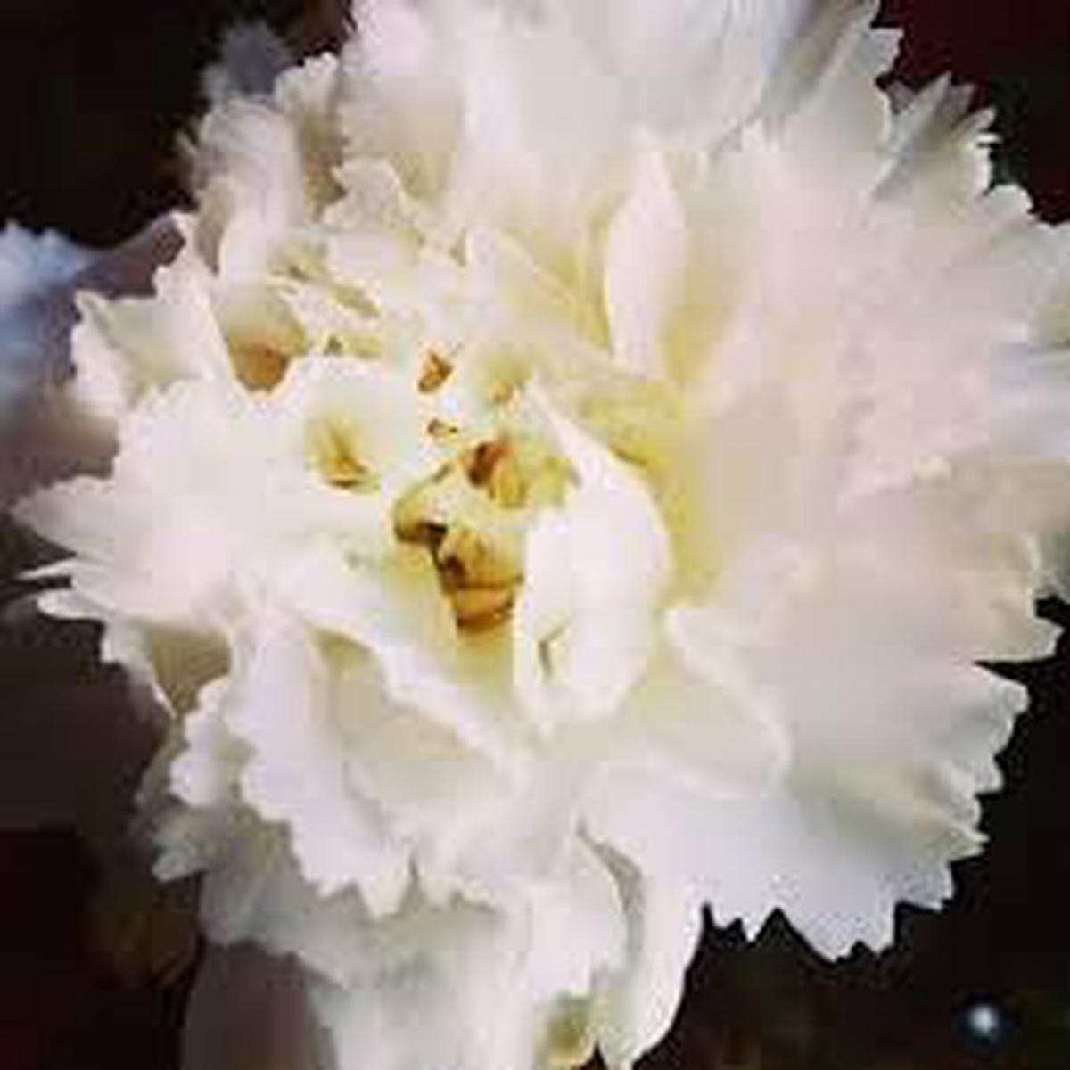Heirloom Non-GMO Carnation Flower Seeds for Planting Fragrant Ornamental Garden Blooms, High Germination