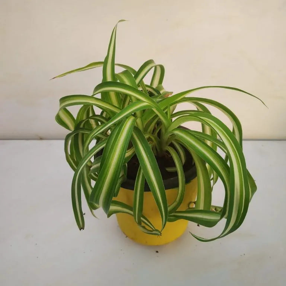 Heirloom Non-GMO Chlorophytum Plant Seeds Air-Purifying Greenery for Garden