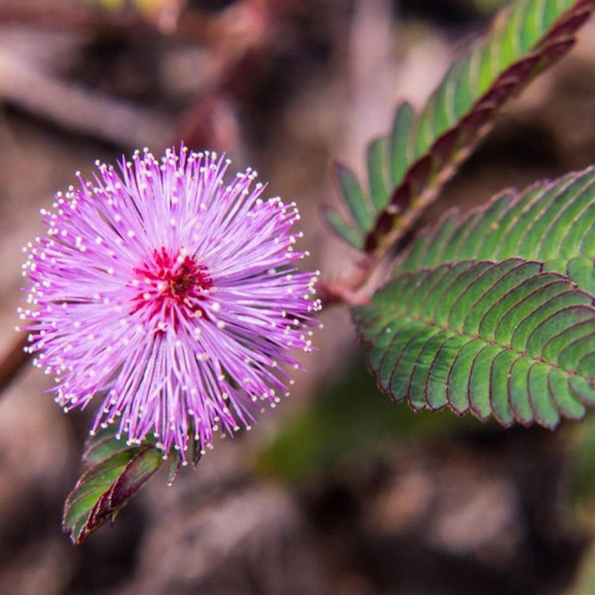 Heirloom Non-GMO Purple Mimosa Pudica Flower Seeds for Sensitive Touch-Me-Not Garden Planting