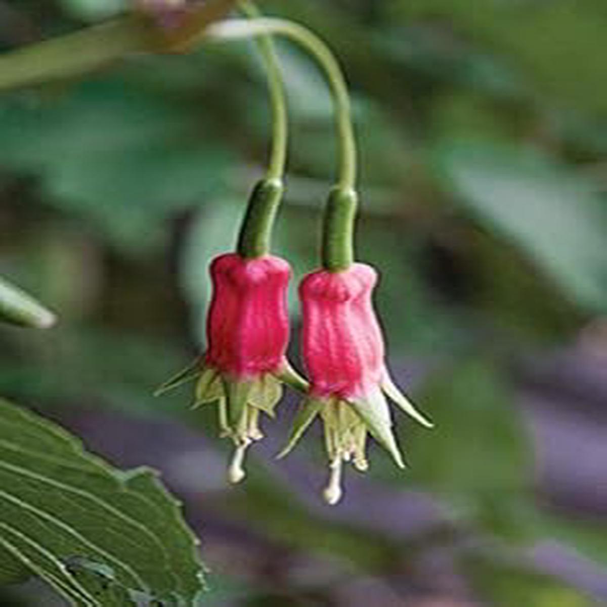 Heirloom Non-GMO Red Green Fuchsia Flower Seeds for Planting  Fresh Vibrant Garden Blooms, High Germination