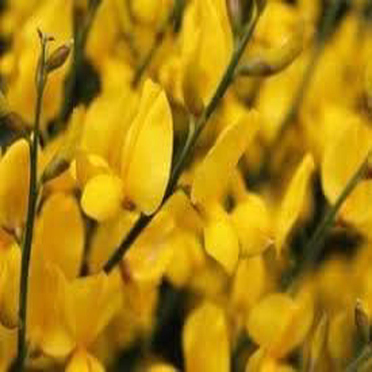 Heirloom Non-GMO Spartium Plant Seeds for Planting  Bright Yellow Blooms for Drought-Resistant Gardens