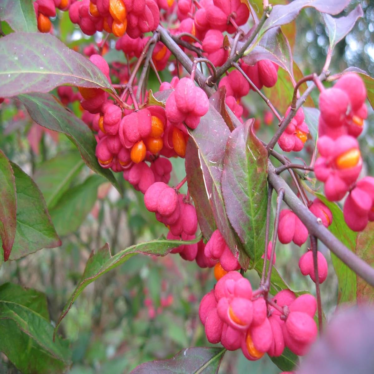 Heirloom Non-GMO Spindle Flower Seeds for Planting  Decorative Ornamental Blooms for Garden Landscapes