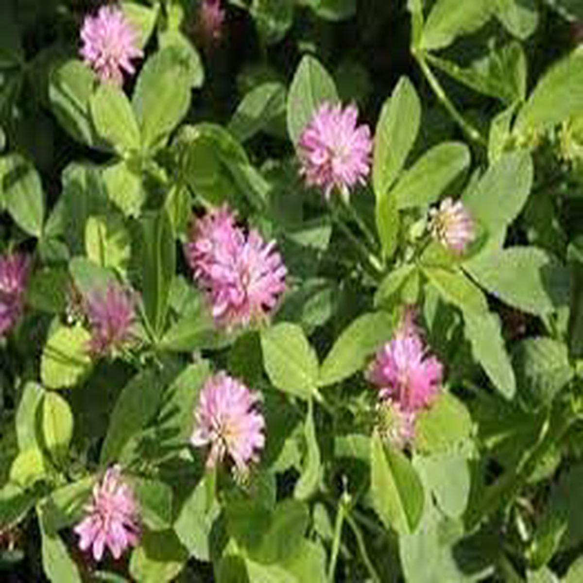 Heirloom Persian Clover Flower seeds for Planting Hardy Variety Heirloom & GMO Free Seeds for Home Garden