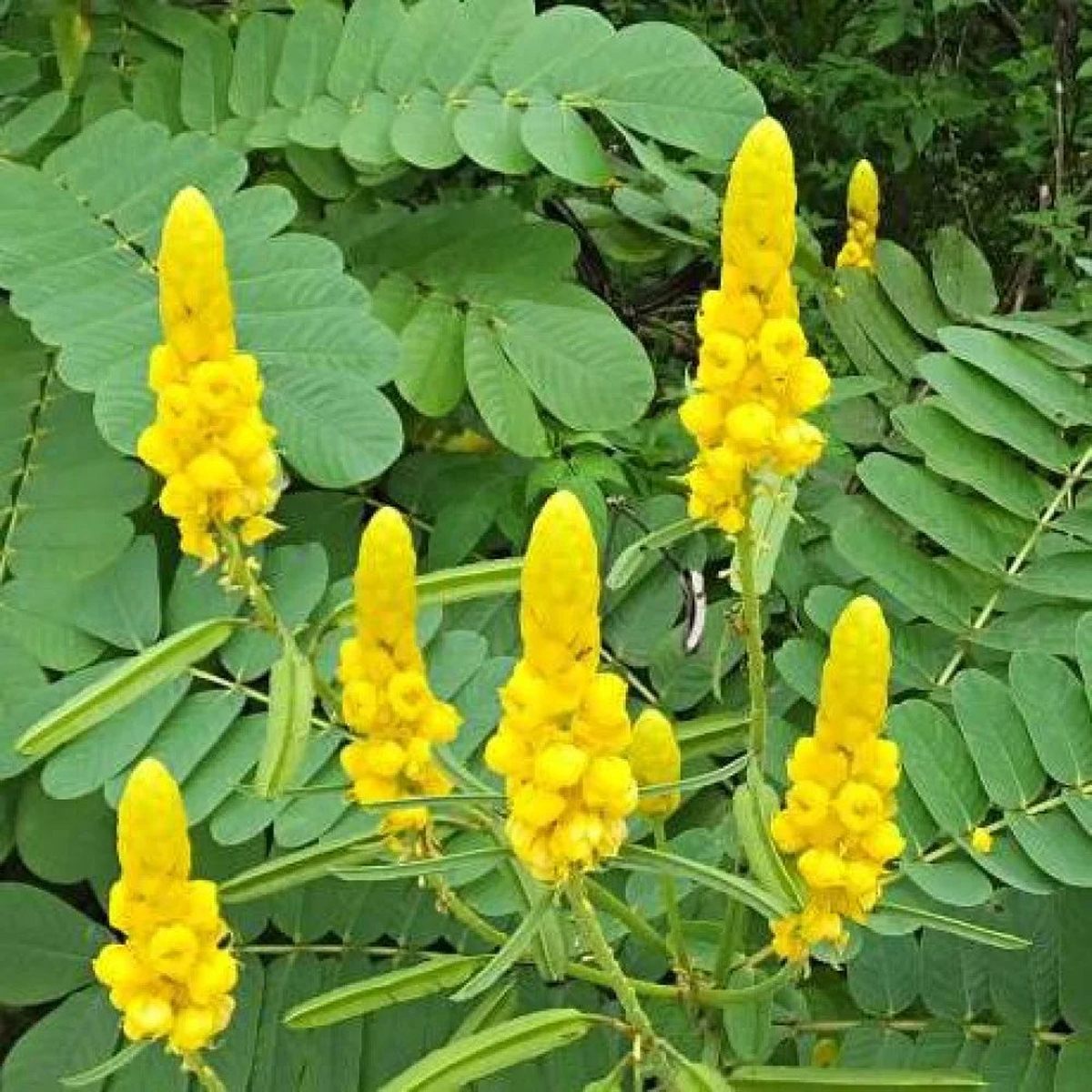 Heirloom Senna Alata Flower Seeds for Planting Non-GMO Organic Garden Seeds with High Germination