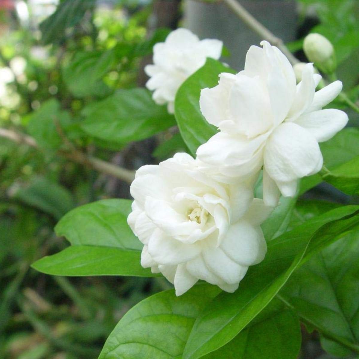 Jasminum Flower seeds for Planting Cut Flower Favorite Heirloom & GMO Free Seeds for Home Garden Sale