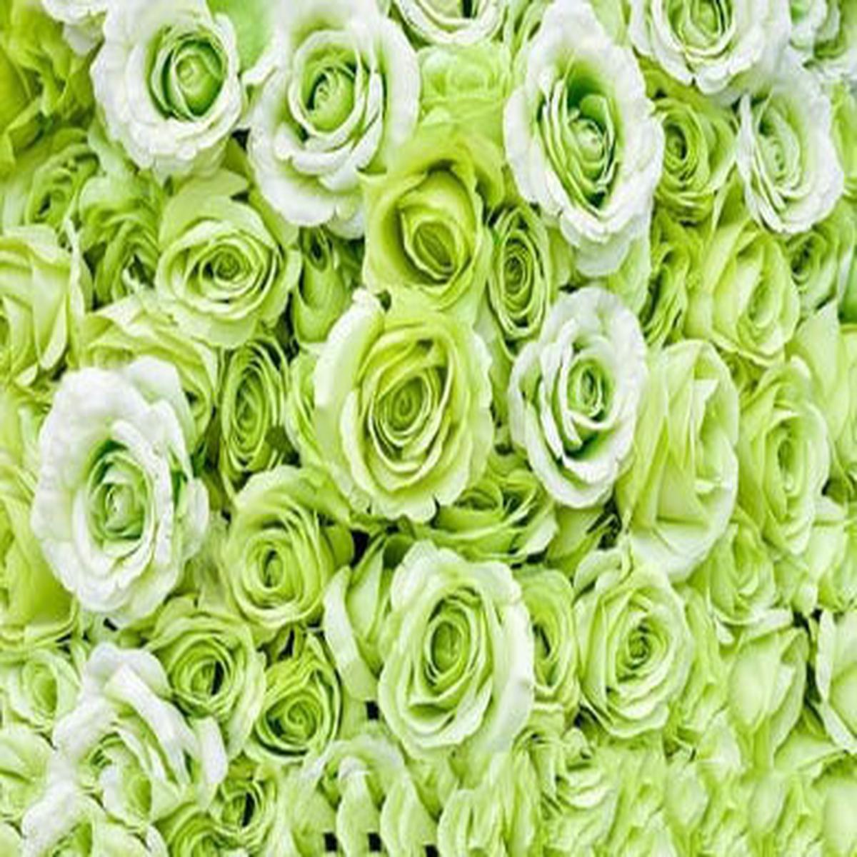 Light Green Unique Roses Flower Seeds for Planting  Heirloom, Non-GMO, High Germination Seeds