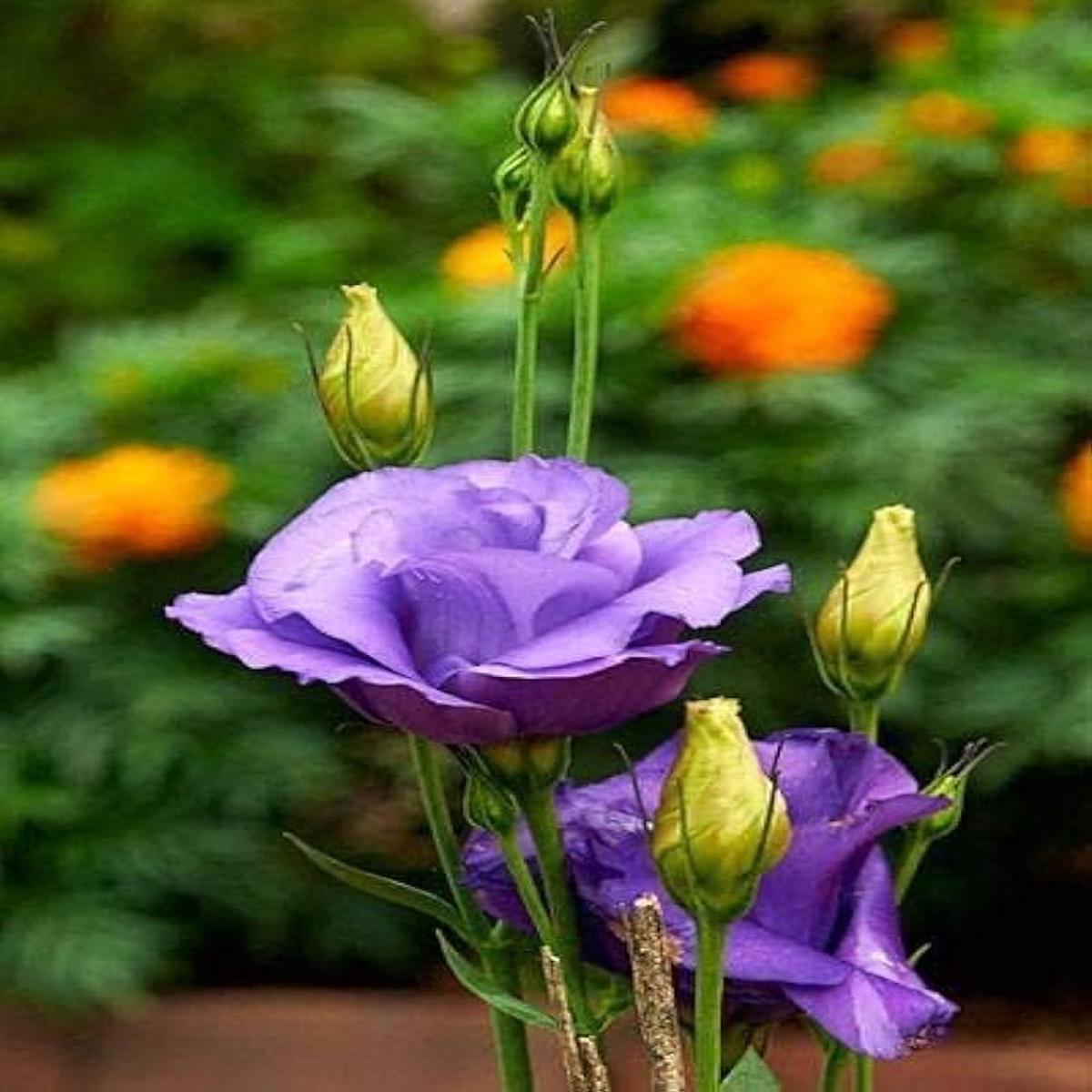 Lisianthus Eustoma Grandiflorum Blue Echo Flower Seeds for Planting  Ideal for Backyard Gardening and Cut Flowers