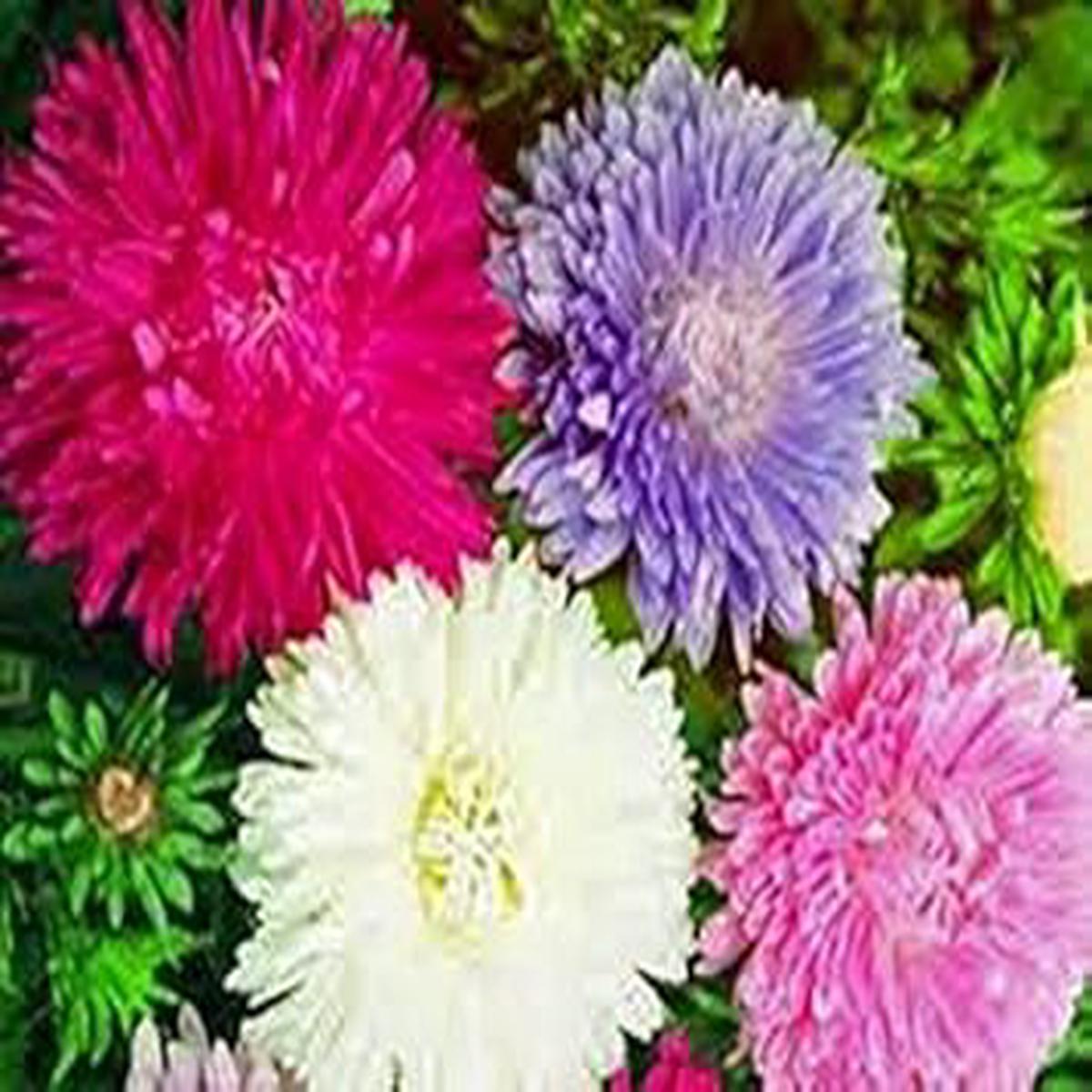 Mix Aster Flower – Heirloom, Non – Gmo Seeds