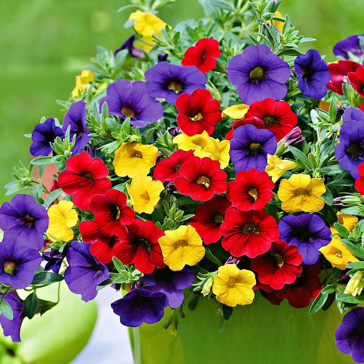 Mix Calibrachoa & Petunia Flower seeds for Planting Garden Favorite Heirloom & GMO Free Seeds for Home Garden Sale