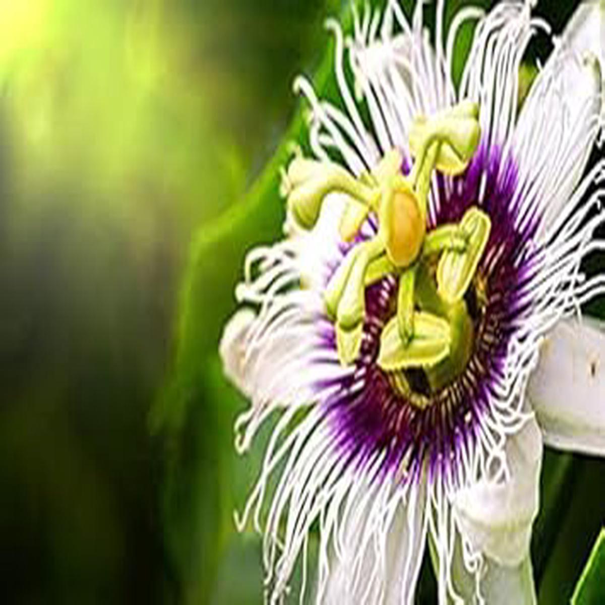 Mixed Passion Flower Seeds  Heirloom Non-GMO, High Germination Organic Garden Seeds for Planting