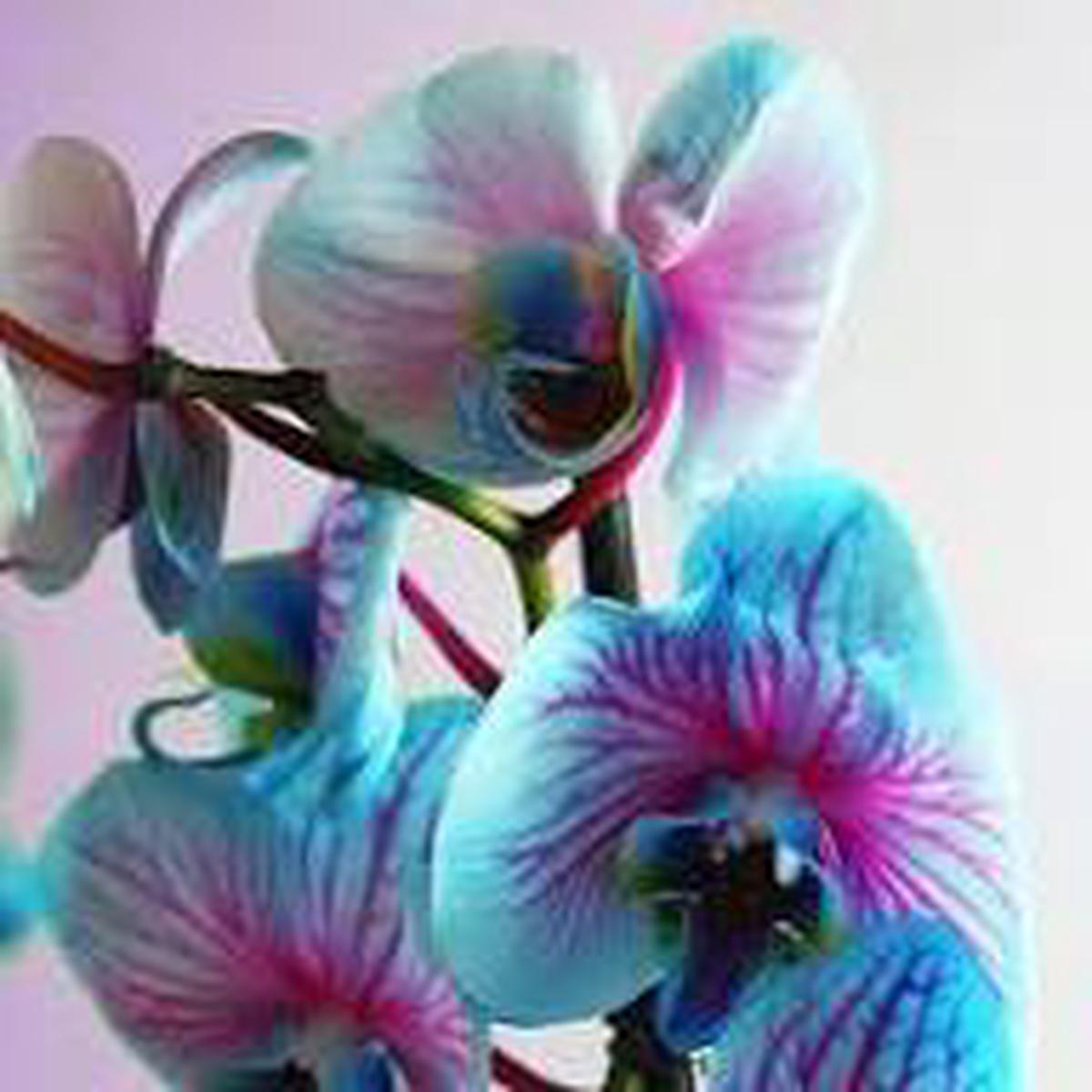 Multi-Colored Butterfly Orchid Flower Seeds for Planting Heirloom, Non-GMO, High Germination Garden Seeds