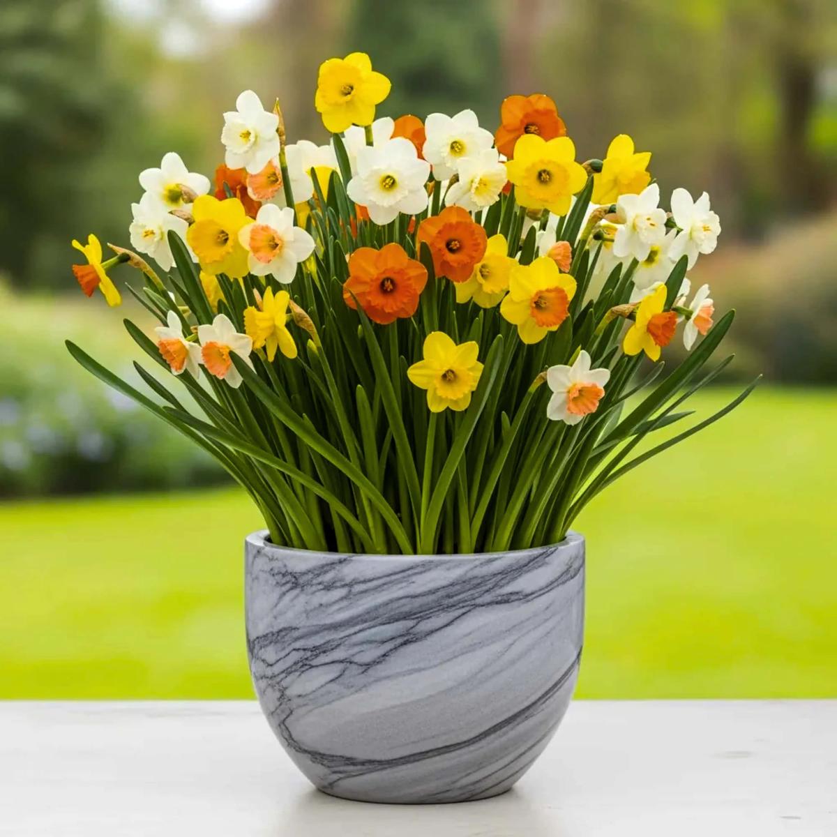 Narcissus Flower Seeds for Planting  Wildflower Mix, Heirloom, Non-GMO, High Germination