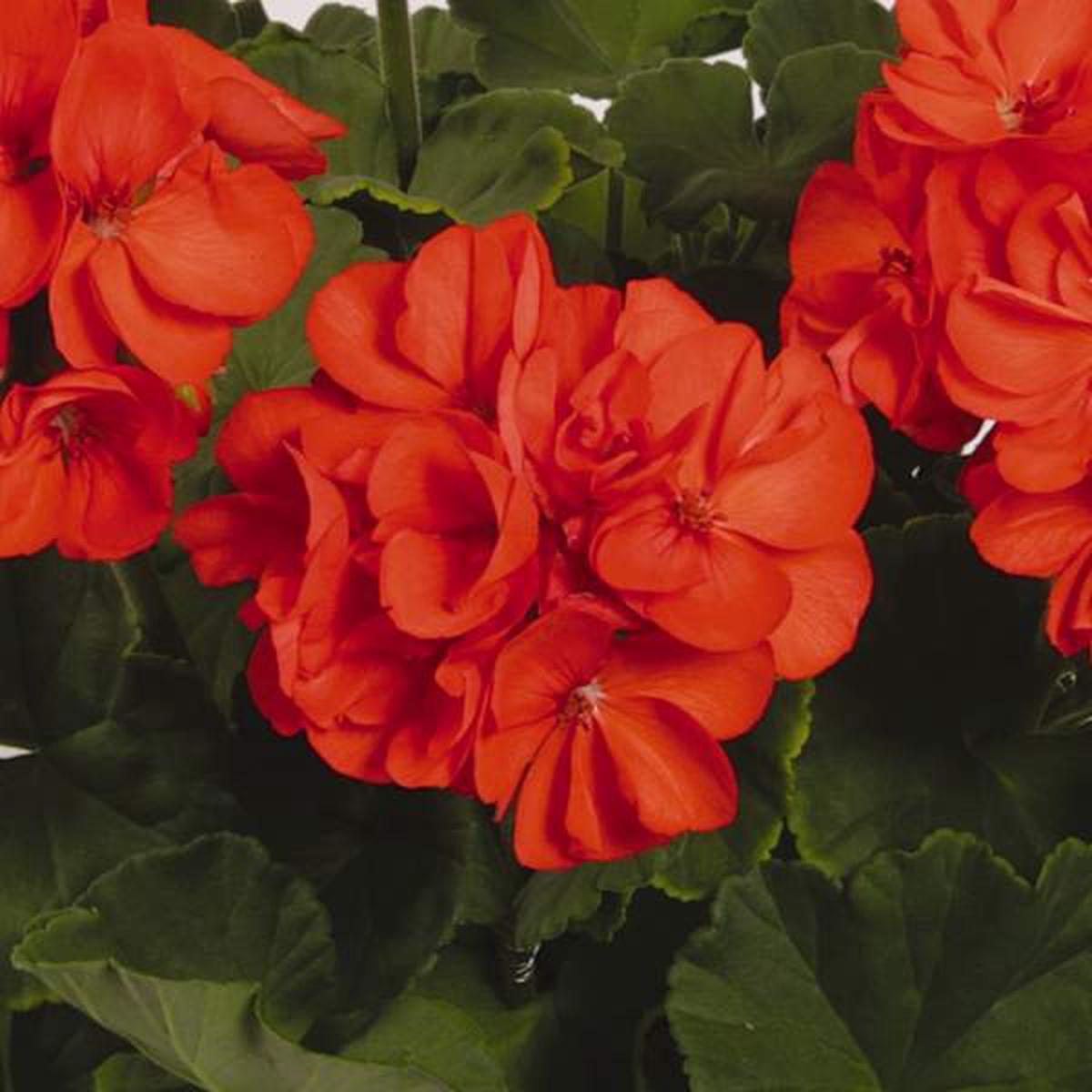 Orange Geranium Seeds  Bright Fiery Blooms for Garden Planting