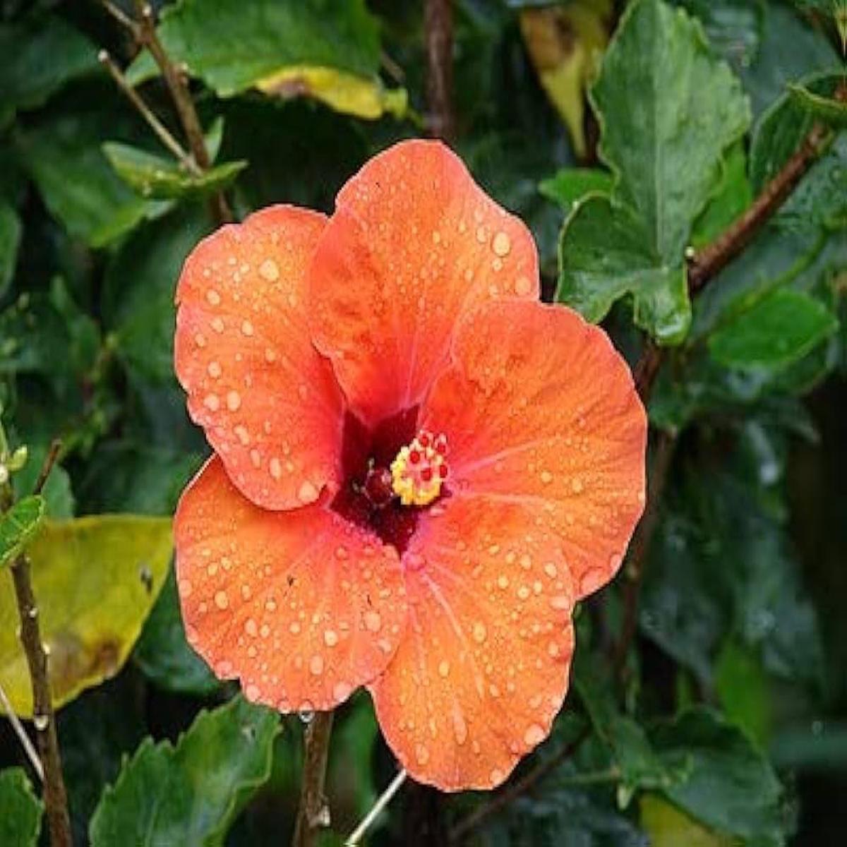 Orange Hibiscus Hibiscus rosa-sinensis Seeds for Planting for Flower Bed