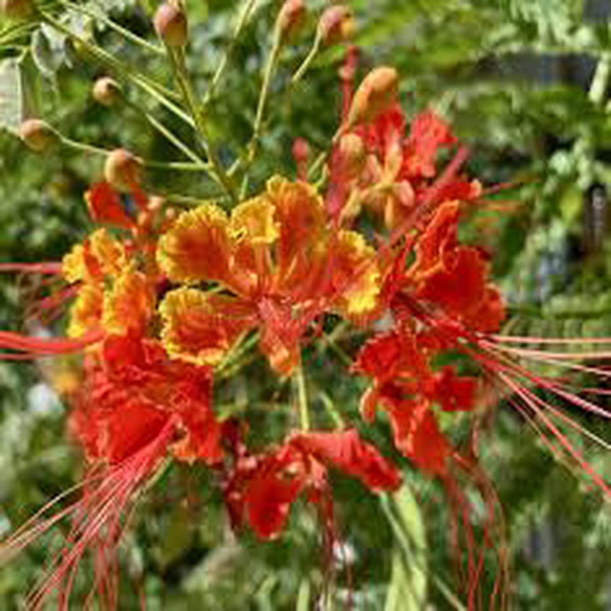 Orange Jacaranda Flower Seeds for Planting Heirloom NonGMO Bright Bloom Organic Garden Seeds with High Germination Sale