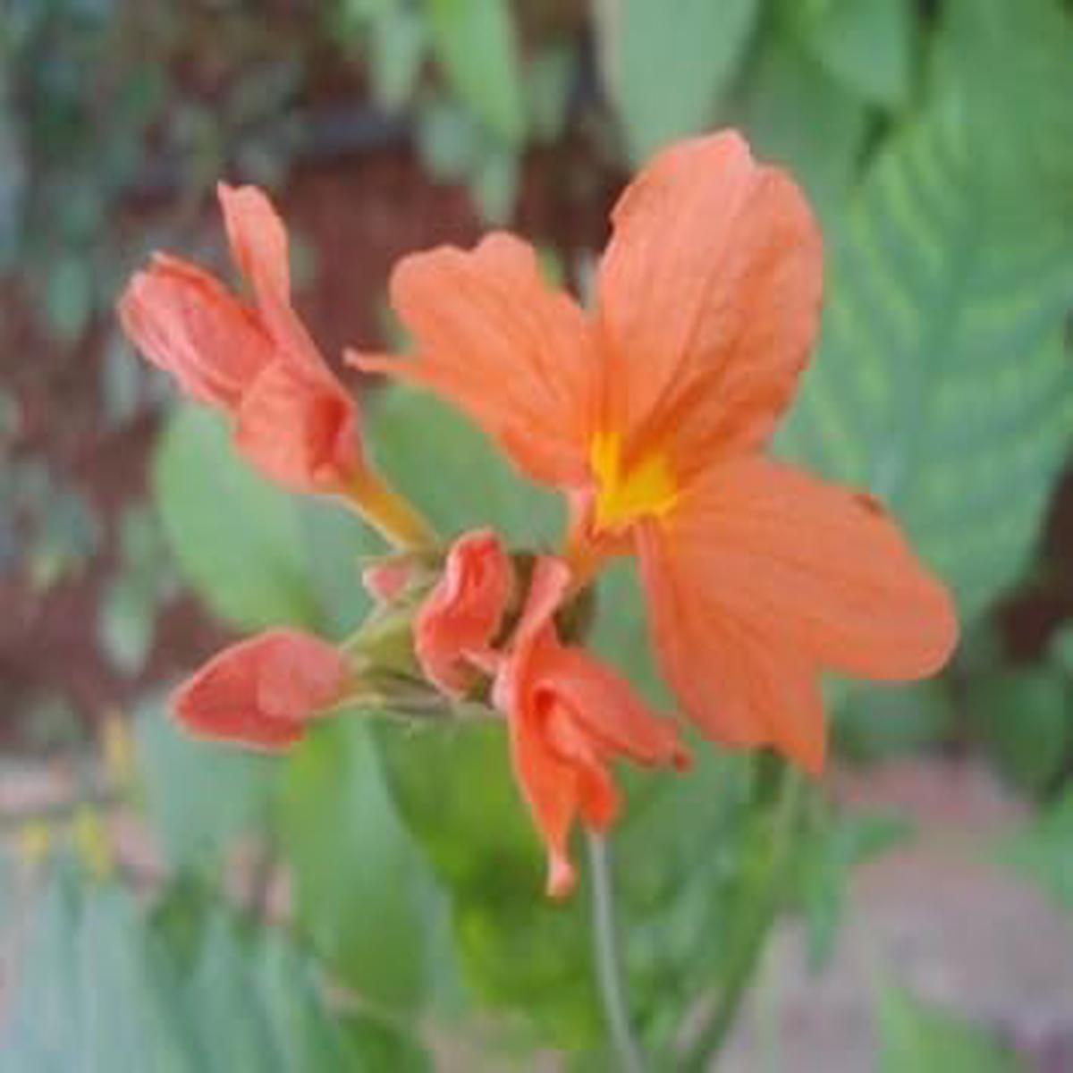 Orange Marmalade Flower Seeds for Planting – 100 pcs