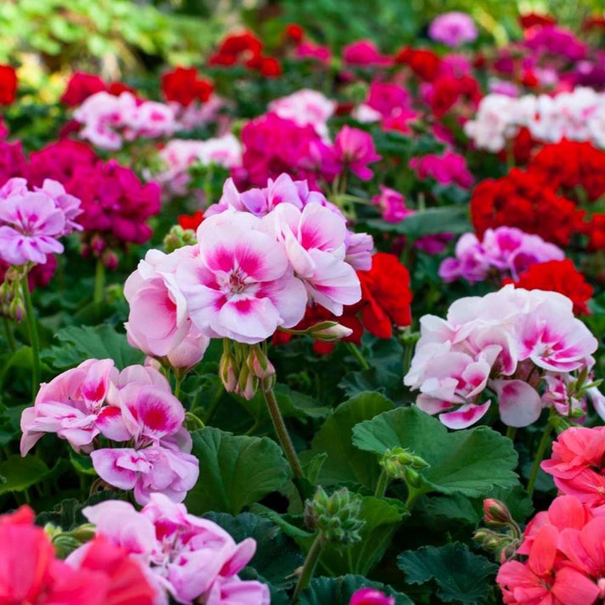 Pelargonium Flower Seeds for Planting  Colorful Display, Heirloom, Non-GMO & High Germination Seeds