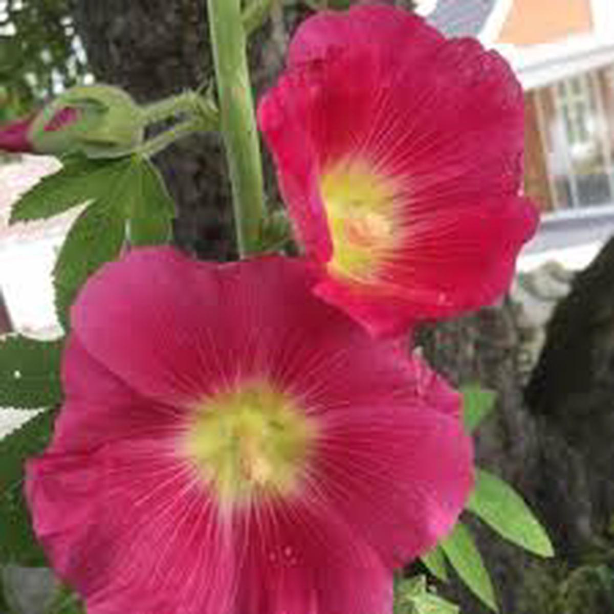 Pink and Yellow Futaba Alcea Rosea Flower Seeds for Planting Drought Tolerant Heirloom Non-GMO High Germination Organic Garden Seeds