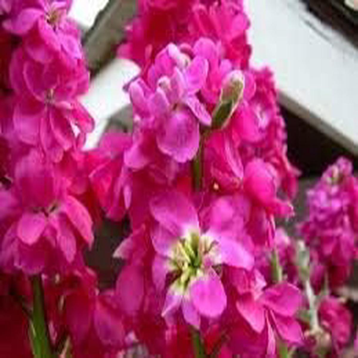 Pink Evening-Scented Flower Seeds  Heirloom Non-GMO Seeds for Planting, High Germination Organic Garden Seeds
