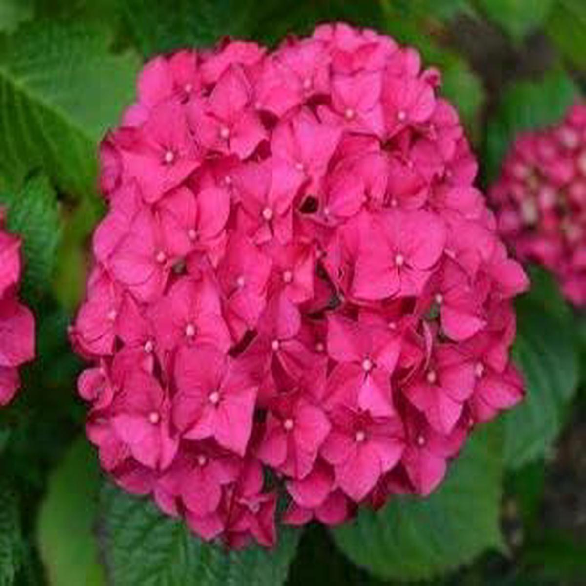Pink Hydrangea Flower Seeds – 100 pcs