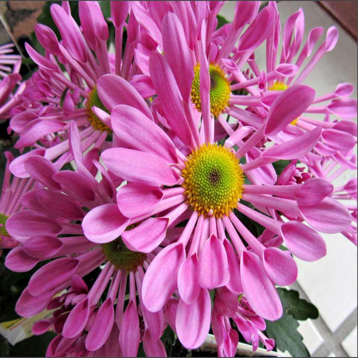 Pink Spoon Mum Flower seeds for Planting – Colorful Display, Heirloom & GMO Free Seeds for Home Garden