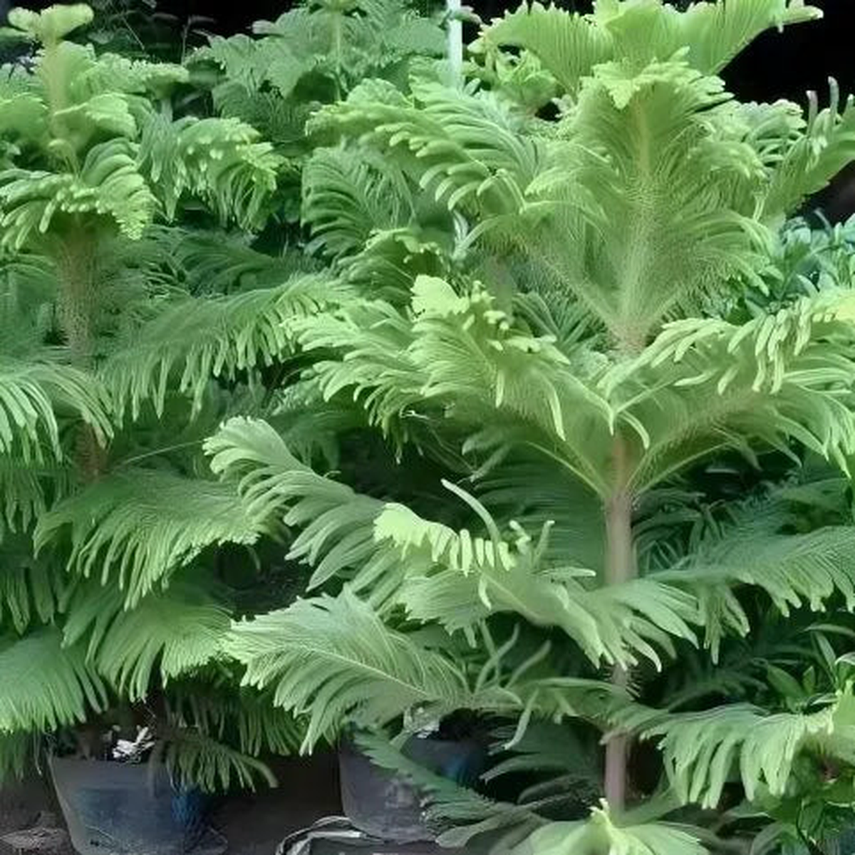 Premium Araucaria Excelsa For Outdoor Decorative Gardens  Heirloom, Non-GMO, High Germination Organic Garden Seeds