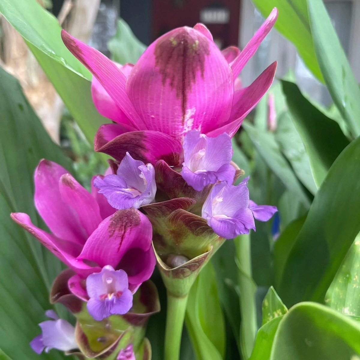 Purple Curcuma Flower Seeds for Planting Heirloom, Non-GMO, High Germination Organic Garden Seeds