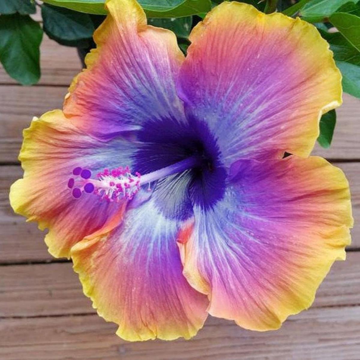 Purple Yellow Hibiscus Flower Seeds for Planting Heirloom, Non-GMO, Tropical, Annual