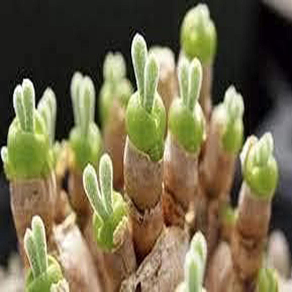Rabbit Ears Succulent Plant Seeds for Planting – NON GMO Seeds