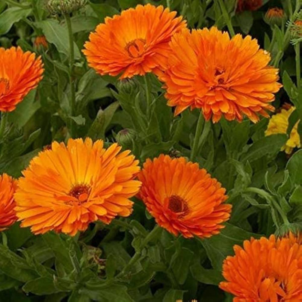 Red Calendula Flower Seeds for Planting  Heirloom Non-GMO High Germination Organic Garden Seeds