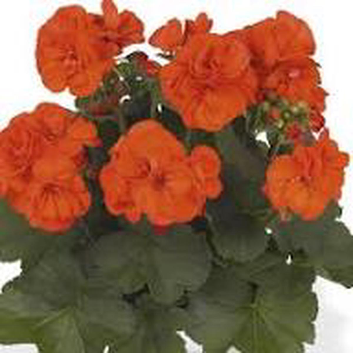Red & Orange Geranium Flower Seeds for Planting | Heirloom Non-GMO Organic Garden Seeds, Shade Tolerant, High Germination