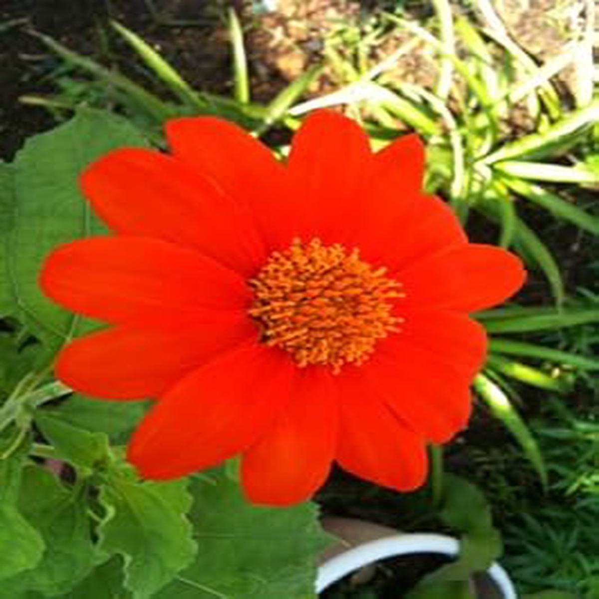 Red Tithonia Rotundifolia Flower Seeds for Planting Heirloom, Non-GMO, High Germination, Organic Garden Seeds