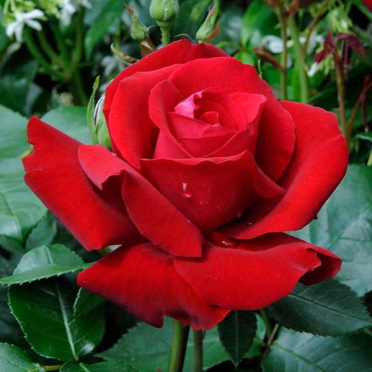 Rose Flower seeds for Planting Long Bloom Season Heirloom & GMO Free Seeds for Home Garden Sale