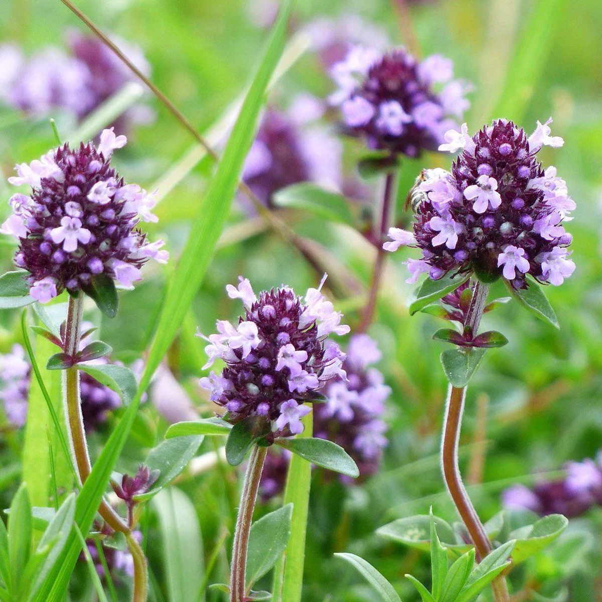 Serpyllum Violet Seeds for Planting Organic, Heirloom, Non-GMO Creeping Thyme Seeds