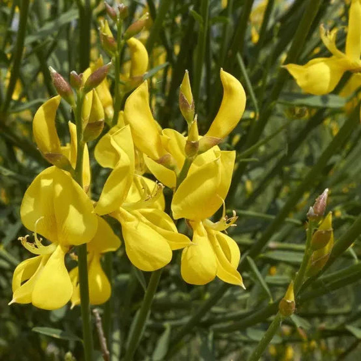 Spartium Junceum Flower seeds for Planting Long Bloom Season Heirloom & GMO Free Seeds for Home Garden Sale