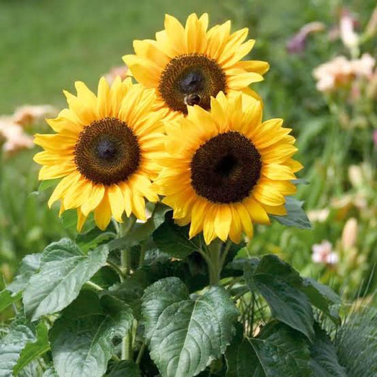 Sunflower Mixed Flower Seeds for Planting Heirloom Non-GMO, High Germination Organic Garden Seeds