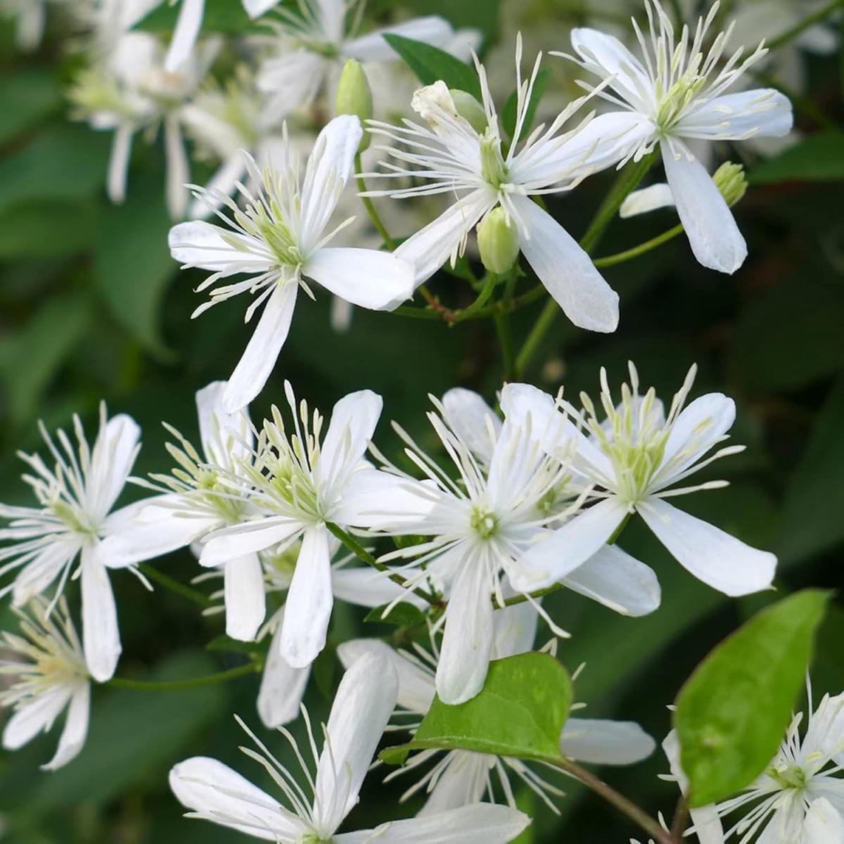 Sweet Autumn Clematis Flower Seeds for Planting Heirloom, Non-GMO, Easy to Grow, Perennial
