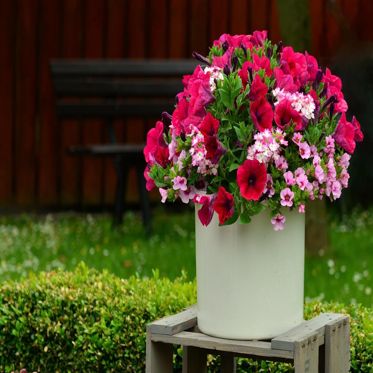 Tritunia Gederte Mix Petunia Seeds for Colorful Garden Displays