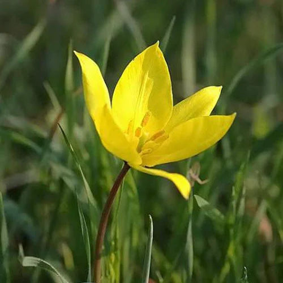 Tulipa Sylvestris Seeds for Planting  Heirloom, Non-GMO, High Germination Wildflower Garden Seeds
