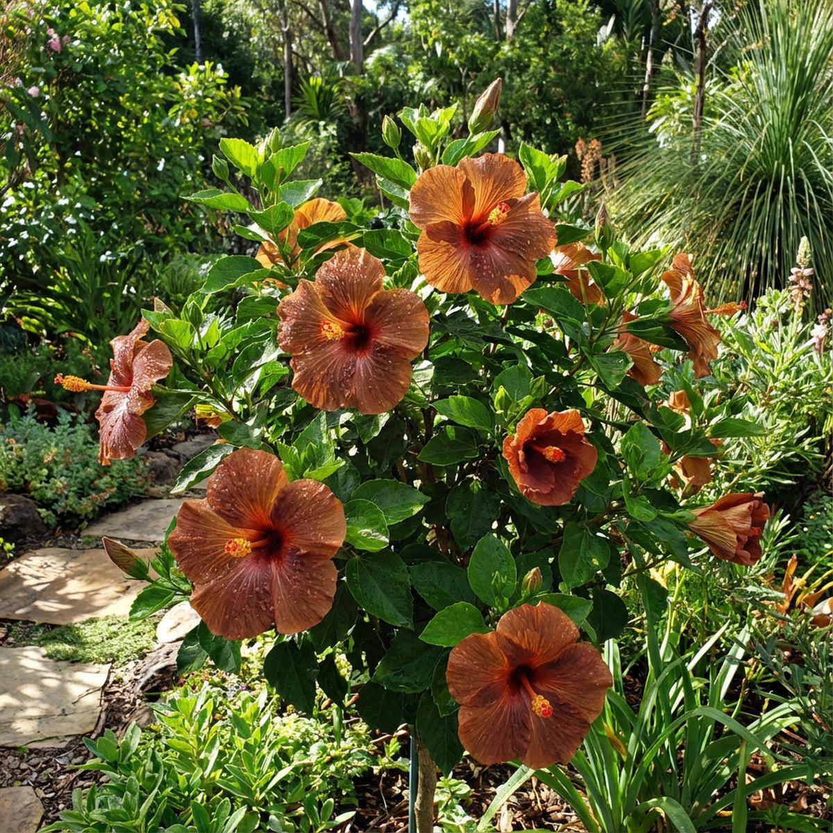 Vibrant Brown Orange Hibiscus Seeds for Colorful Garden Arrangements