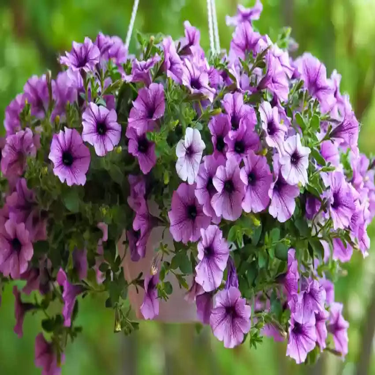 Violet Petunia Hanging Flower Seeds for Planting  Heirloom, Non-GMO, High Germination Organic Garden Seeds