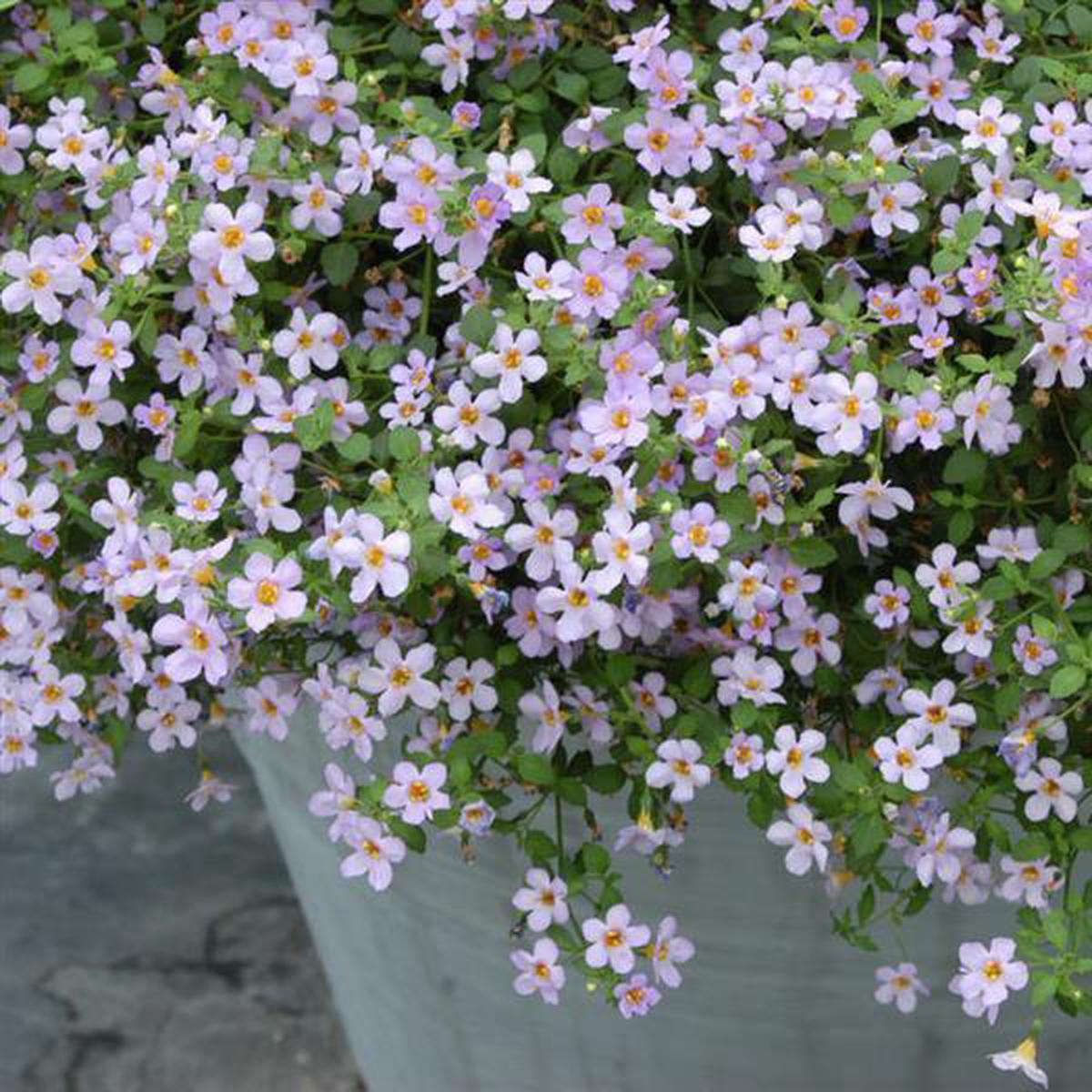 White Bacopa Utopia Flower seeds for Planting – Vibrant Colors, Heirloom & GMO Free Seeds for Home Garden