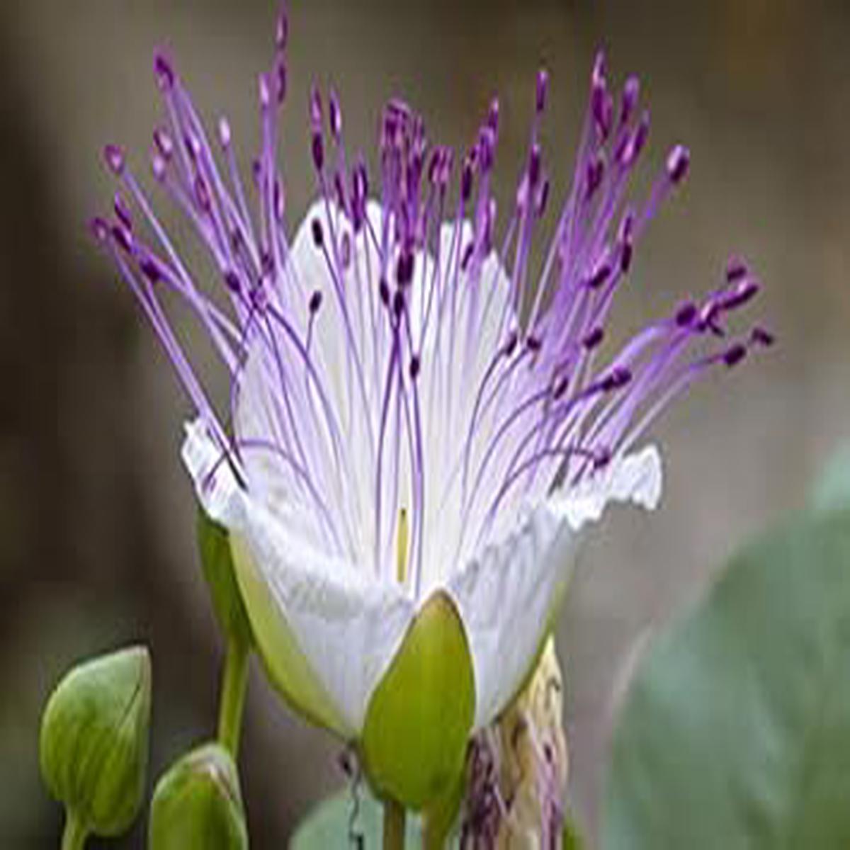 White Caper Bush Flower seeds for Planting – Shade Tolerant, Heirloom & GMO Free Seeds for Home Garden