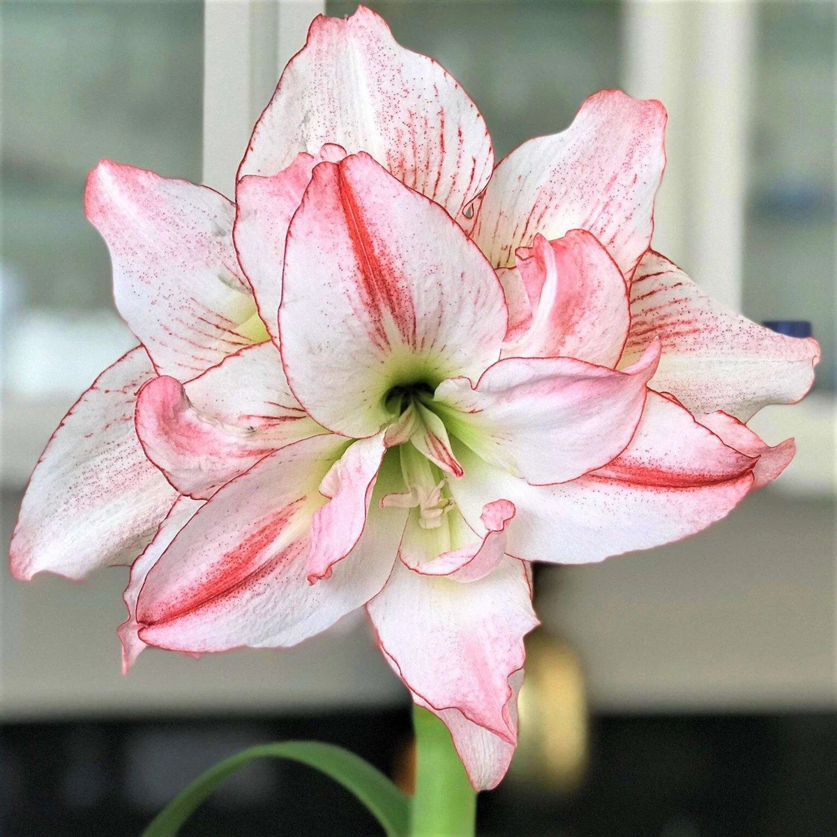 White Pink Amaryllis Flower Seeds for Planting Sun Loving Heirloom & GMO Free Seeds for Home Garden Sale