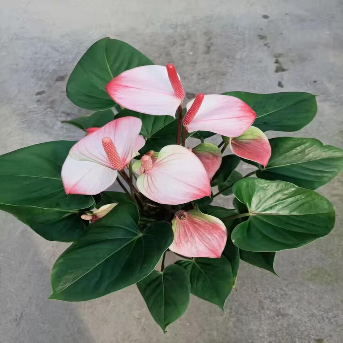White Pink Anthurium Flower Seeds for Planting  Heirloom, Non-GMO, High Germination Organic Garden Seeds