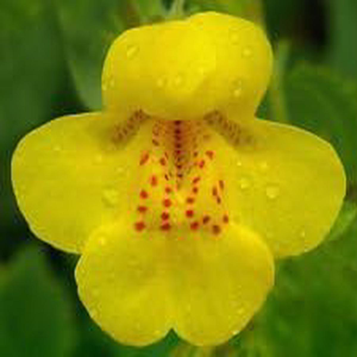 Yellow Mimulus Flower seeds for Planting – Low Maintenance, Heirloom & GMO Free Seeds for Home Garden