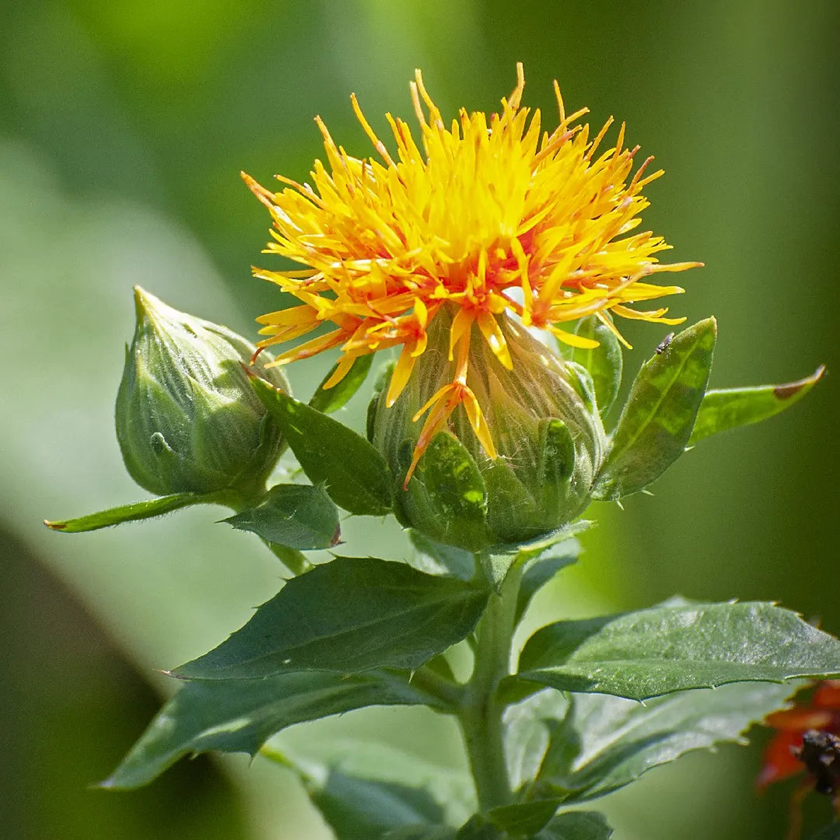 Yellow Safflower Flowering Seeds for Planting in Gardens