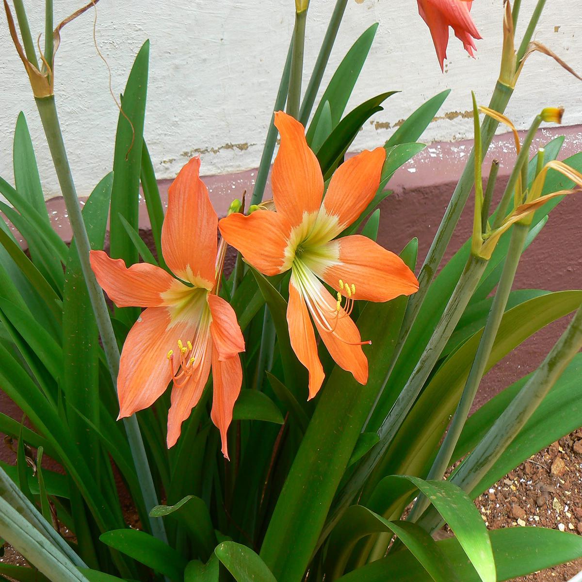 Amaryllis Barbados Seeds (Orange & White)  Fresh Flower Seeds for Planting