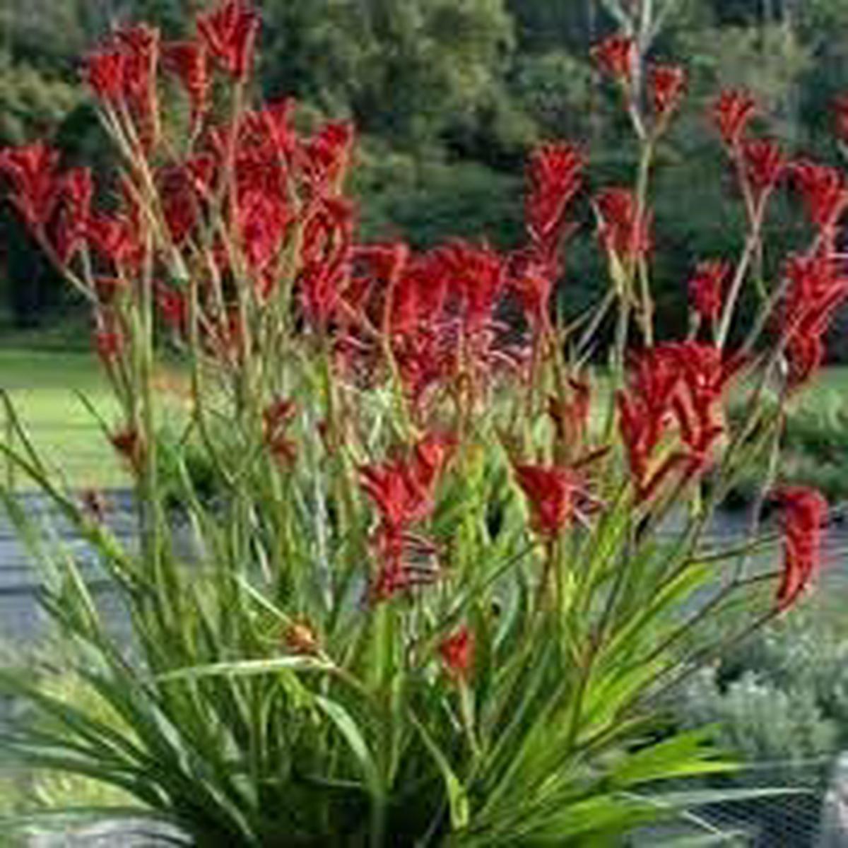 Anigozanthos Flavidus Flower Seeds for Planting | Colorful Display | Heirloom Non-GMO High Germination Seeds