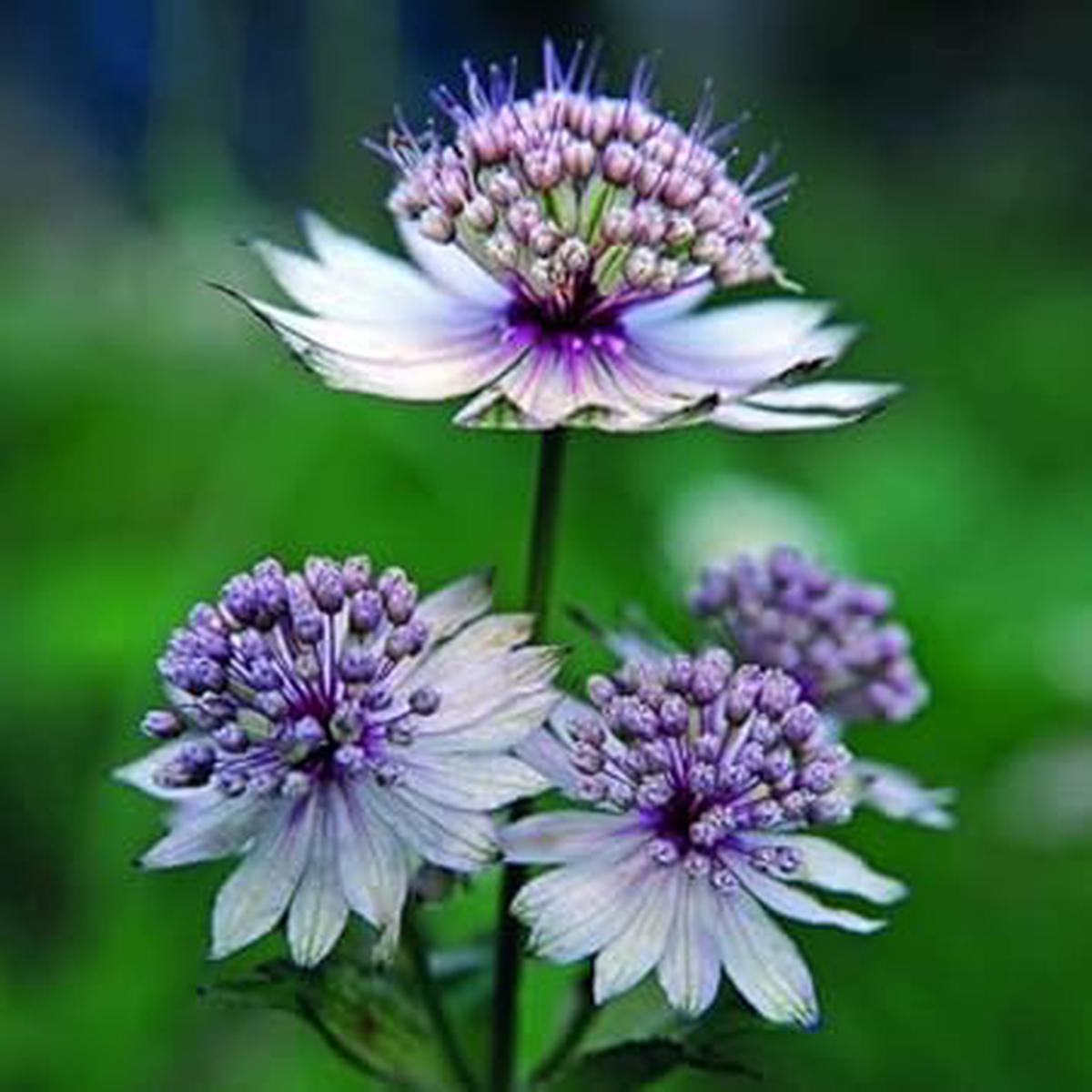 Blue Masterwort Flower Seeds for Planting – NON GMO Seeds